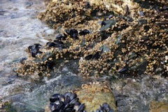 Oysters In Nature Royalty Free Stock Photo