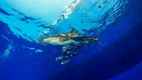 Ozeanischer whitetip Haifisch stockfotos Ozeanischer whitetip Haifisch stockfotos