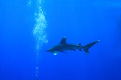 Ozeanischer whitetip Haifisch lizenzfreie stockbilder Ozeanischer whitetip Haifisch lizenzfreie stockbilder