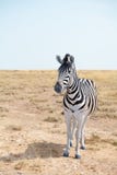 Одна красивая зебра в саванне на крупном плане предпосылки голубого неба, сафари в национальном парке Etosha, Намибии, Южная Афри стоковые фото Одна красивая зебра в саванне на крупном плане предпосылки голубого неба, сафари в национальном парке Etosha, Намибии, Южная Афри стоковые фото