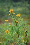 Общая пижма лекарственное растение Vulgare Tanacetum стоковые изображения Общая пижма лекарственное растение Vulgare Tanacetum стоковые изображения