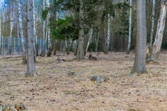 Олени отдыхая в лесе парка стоковые фото Олени отдыхая в лесе парка стоковые фото
