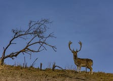 Олень на холме и уединенном поле дерева и коричневых зеленом стоковая фотография rf Олень на холме и уединенном поле дерева и коричневых зеленом стоковая фотография rf