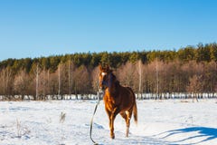 Осленок в тротах солнечных поля зимы стоковая фотография rf Осленок в тротах солнечных поля зимы стоковая фотография rf