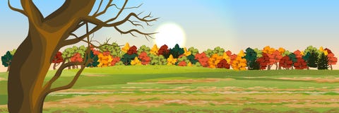 Autumn deciduous forest vector illustration Autumn deciduous forest vector illustration