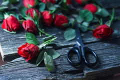 Отрезанные красные вянуть розы и ножницы с черными ручками темная предпосылка, тоскливость, депрессия стоковая фотография rf Отрезанные красные вянуть розы и ножницы с черными ручками темная предпосылка, тоскливость, депрессия стоковая фотография rf