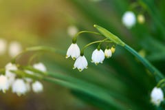 P?atek ?niegu kwiat?w Leucojum aestivum doro?ni?cie w wiosna ogr?dzie fotografia stock P?atek ?niegu kwiat?w Leucojum aestivum doro?ni?cie w wiosna ogr?dzie fotografia stock