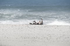 Paar die met vrouwen holdin mobiele omhoog telefoon zonnebaden stock fotografie Paar die met vrouwen holdin mobiele omhoog telefoon zonnebaden stock fotografie