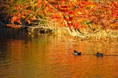 Paar Houten Eenden die in de Uitbarsting van Autumn Color zwemmen Stock Foto Paar Houten Eenden die in de Uitbarsting van Autumn Color zwemmen Stock Foto