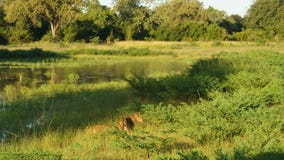 Paar van leeuw dichtbij aan de lagune stock foto's Paar van leeuw dichtbij aan de lagune stock foto's