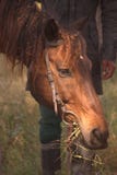 Paard Royalty-vrije Stock Afbeelding Paard Royalty-vrije Stock Afbeelding