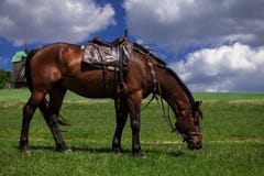 Paard stock foto Paard stock foto