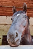 Paard die uit het nagelvenster kijken royalty-vrije stock afbeelding Paard die uit het nagelvenster kijken royalty-vrije stock afbeelding