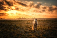 Paard in een Weiland met Oranje Zonsondergang royalty-vrije stock fotografie Paard in een Weiland met Oranje Zonsondergang royalty-vrije stock fotografie