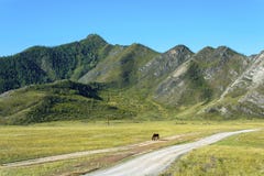 Paard het weiden in de Altai-bergen stock foto Paard het weiden in de Altai-bergen stock foto