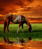 Paard in zonsondergang royalty-vrije stock afbeelding Paard in zonsondergang royalty-vrije stock afbeelding