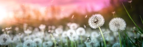 Paardebloemen bij zonsondergang stock afbeeldingen Paardebloemen bij zonsondergang stock afbeeldingen