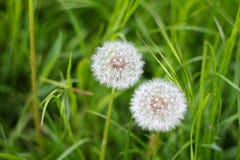 Paardebloemen op het achtergrondgras stock afbeelding Paardebloemen op het achtergrondgras stock afbeelding