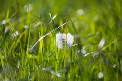 Paardebloemzaden met Ochtenddauw op Groen Gebied in de Lente stock fotografie Paardebloemzaden met Ochtenddauw op Groen Gebied in de Lente stock fotografie