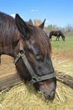 Paarden het eten
