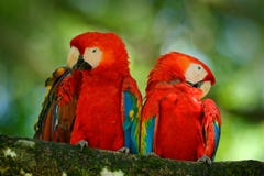 Paare des großen Papagei Scharlachrots Keilschwanzsittich-, Aronstäbe Macao, zwei Vögel, die auf Niederlassung, Brasilien sitzen lizenzfreie stockfotografie Paare des großen Papagei Scharlachrots Keilschwanzsittich-, Aronstäbe Macao, zwei Vögel, die auf Niederlassung, Brasilien sitzen lizenzfreie stockfotografie