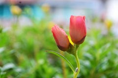 Paart rote Blumen lizenzfreie stockfotografie Paart rote Blumen lizenzfreie stockfotografie