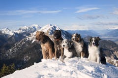 Pacchetto del cane: terrier del airedalle, pastore australiano, malinois belgi, collie barbute, border collie che si siede sulla fotografia stock Pacchetto del cane: terrier del airedalle, pastore australiano, malinois belgi, collie barbute, border collie che si siede sulla fotografia stock