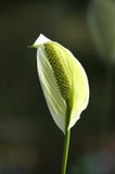 Pace Lilly fotografie stock Pace Lilly fotografie stock