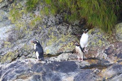 Pachyrhynchus хохлатого пингвина пингвина Fiordland, сомнительный звук, национальный парк Fiordland, южный остров, Новая Зеландия стоковые фотографии rf Pachyrhynchus хохлатого пингвина пингвина Fiordland, сомнительный звук, национальный парк Fiordland, южный остров, Новая Зеландия стоковые фотографии rf