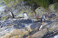 Pachyrhynchus хохлатого пингвина пингвина Fiordland, сомнительный звук, национальный парк Fiordland, южный остров, Новая Зеландия стоковое изображение Pachyrhynchus хохлатого пингвина пингвина Fiordland, сомнительный звук, национальный парк Fiordland, южный остров, Новая Зеландия стоковое изображение