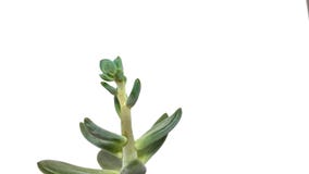 Pachyveria succulent de vert d'usine sur le plan rapproch? blanc de fond photos libres de droits Pachyveria succulent de vert d'usine sur le plan rapproch? blanc de fond photos libres de droits