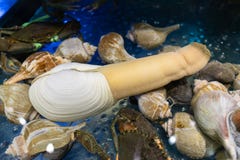 Pacific Geoduck clam in in restaurant aquarium.