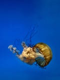 Pacific Sea Nettle Jellyfish Against Blue Ocean Backdrop