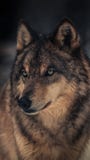 The wolf, also known as the grey wolf or timber wolf,is a canine native to the wilderness and remote areas of North America royalty free stock photography The wolf, also known as the grey wolf or timber wolf,is a canine native to the wilderness and remote areas of North America royalty free stock photography