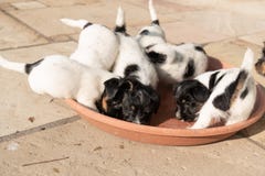A pack of Jack Russell Terrier puppies are standing in a red bowl. Dogs are 7, 5 weeks old stock images A pack of Jack Russell Terrier puppies are standing in a red bowl. Dogs are 7, 5 weeks old stock images