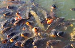 Pack Of A Large Carp Fish Royalty Free Stock Photography