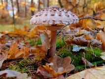 Paddestoel in de herfstbos onder gevallen bladeren royalty-vrije stock afbeeldingen Paddestoel in de herfstbos onder gevallen bladeren royalty-vrije stock afbeeldingen