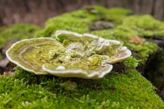 Paddestoelclose-up van een oude die schors in mos wordt behandeld stock afbeelding Paddestoelclose-up van een oude die schors in mos wordt behandeld stock afbeelding