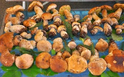 Paddestoelen stock foto Paddestoelen stock foto