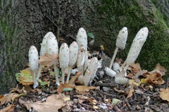 Paddestoelen in het park royalty-vrije stock foto's Paddestoelen in het park royalty-vrije stock foto's