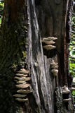 Paddestoelen op rottende stomp Stock Afbeelding Paddestoelen op rottende stomp Stock Afbeelding