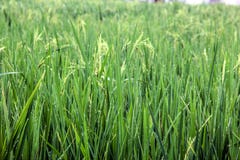Paddy Field couvert de rosée vert photos libres de droits Paddy Field couvert de rosée vert photos libres de droits