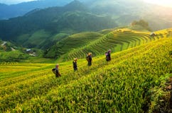 Padievelden terrasvormig van Mu Cang Chai, Vietnam royalty-vrije stock fotografie Padievelden terrasvormig van Mu Cang Chai, Vietnam royalty-vrije stock fotografie