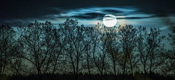 Paesaggio blu con la luna piena e gli alberi fotografia stock libera da diritti Paesaggio blu con la luna piena e gli alberi fotografia stock libera da diritti