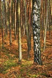 Paesaggio boscoso del boschetto misto della foresta nella stagione di autunno fotografia stock Paesaggio boscoso del boschetto misto della foresta nella stagione di autunno fotografia stock