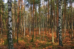 Paesaggio boscoso del boschetto misto della foresta nella stagione di autunno immagine stock libera da diritti Paesaggio boscoso del boschetto misto della foresta nella stagione di autunno immagine stock libera da diritti
