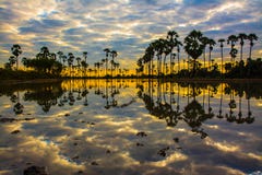 Paesaggio dell'albero nel tempo crepuscolare, Tailandia della palma da zucchero fotografia stock libera da diritti Paesaggio dell'albero nel tempo crepuscolare, Tailandia della palma da zucchero fotografia stock libera da diritti