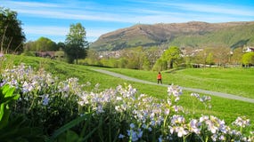 Paesaggio della primavera con i crescioni dei prati rosa selvaggi e una donna che cammina un cane in Green Park fotografia stock Paesaggio della primavera con i crescioni dei prati rosa selvaggi e una donna che cammina un cane in Green Park fotografia stock