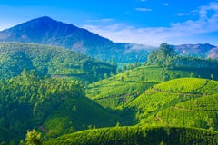 paesaggio delle piantagioni di tè in India, Kerala, Mun