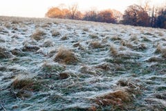 Paesaggio gelido in Richmond Park fotografia stock Paesaggio gelido in Richmond Park fotografia stock